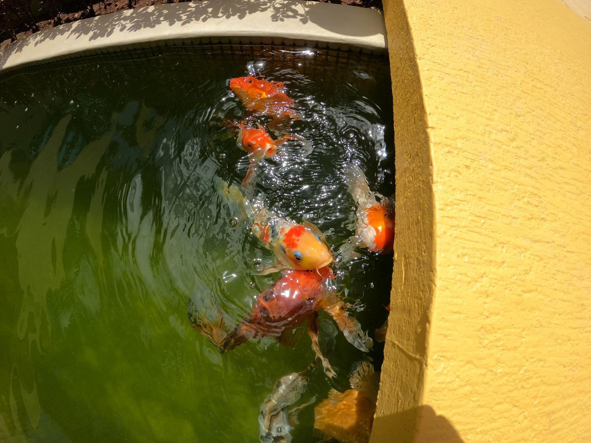 Azcapri Villa Boutique & Spa Cancun Dış mekan fotoğraf